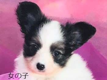 パピヨンの子犬