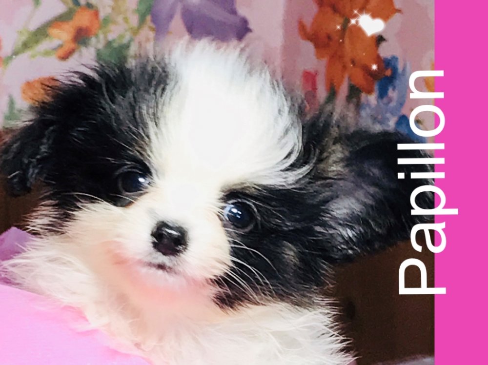 パピヨン子犬