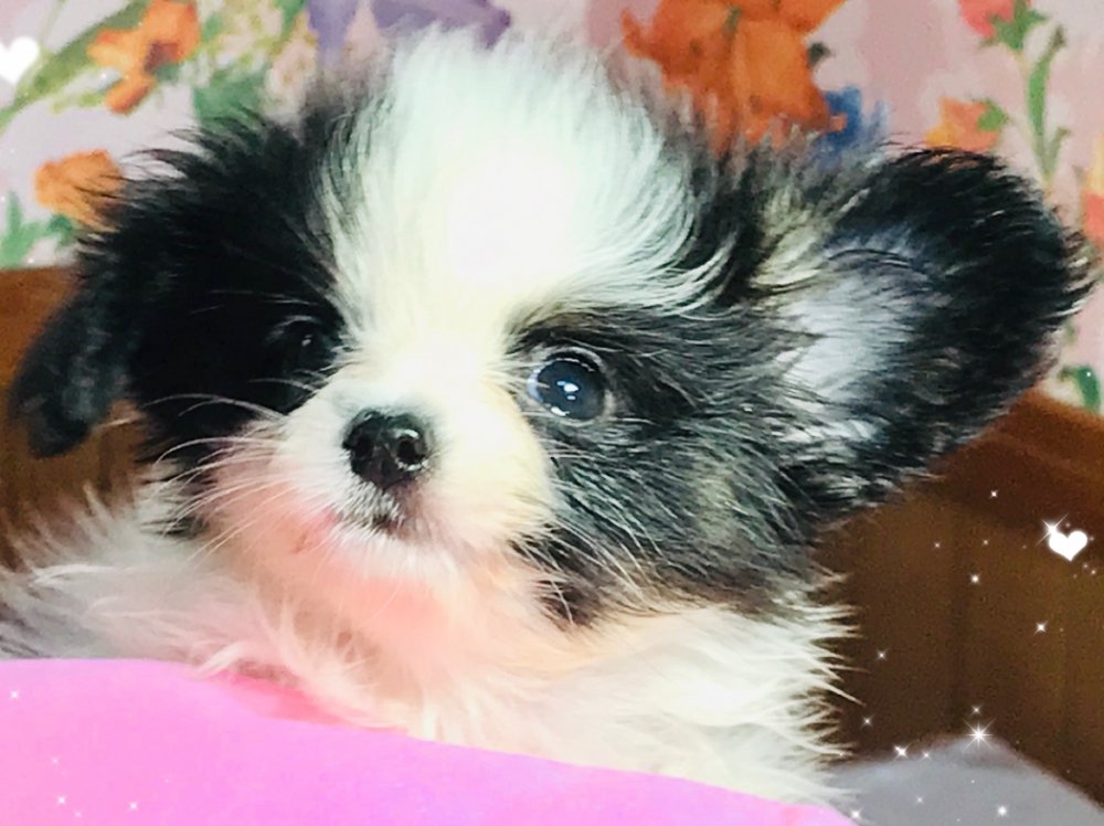パピヨン子犬