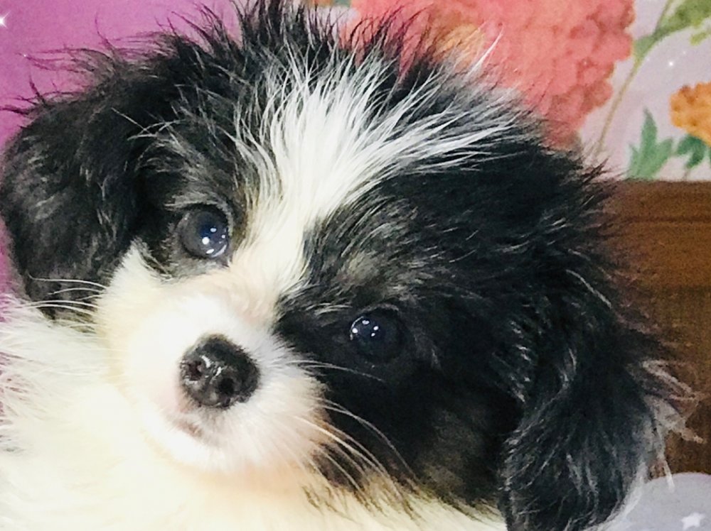 パピヨン子犬