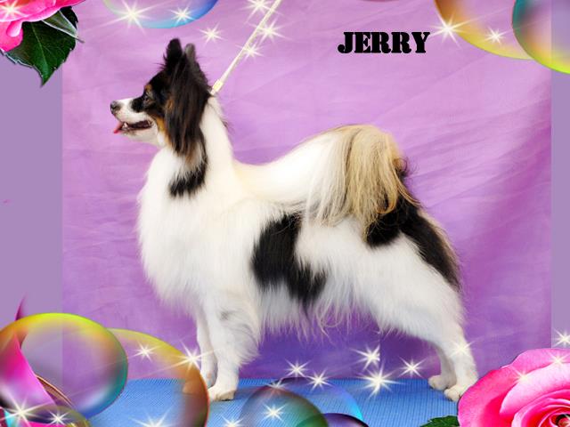 パピヨン犬