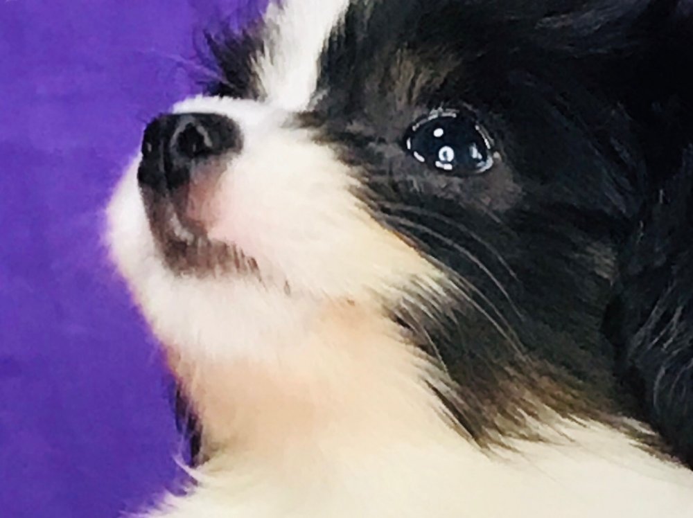 パピヨン子犬