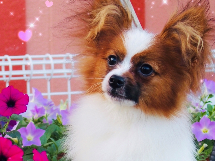 パピヨン 子犬 譲り ます
