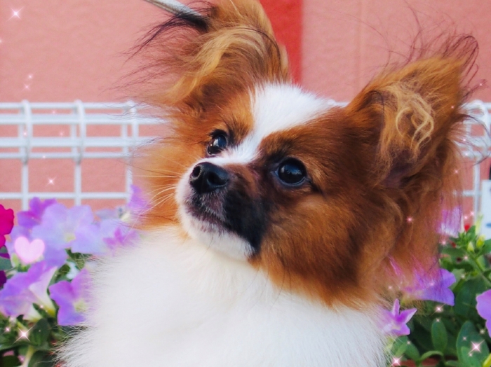 パピヨン子犬