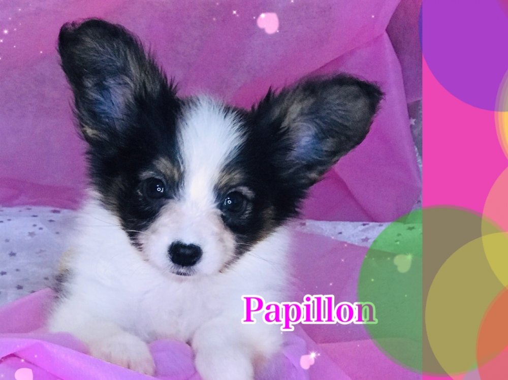 パピヨン子犬
