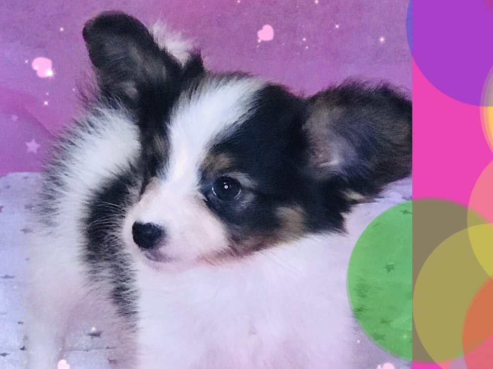 パピヨン子犬
