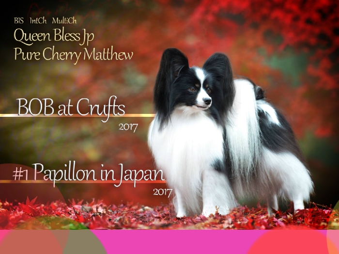 パピヨン犬
