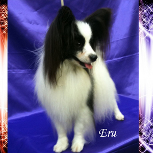eru13.jpg