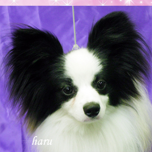 haru4.jpg