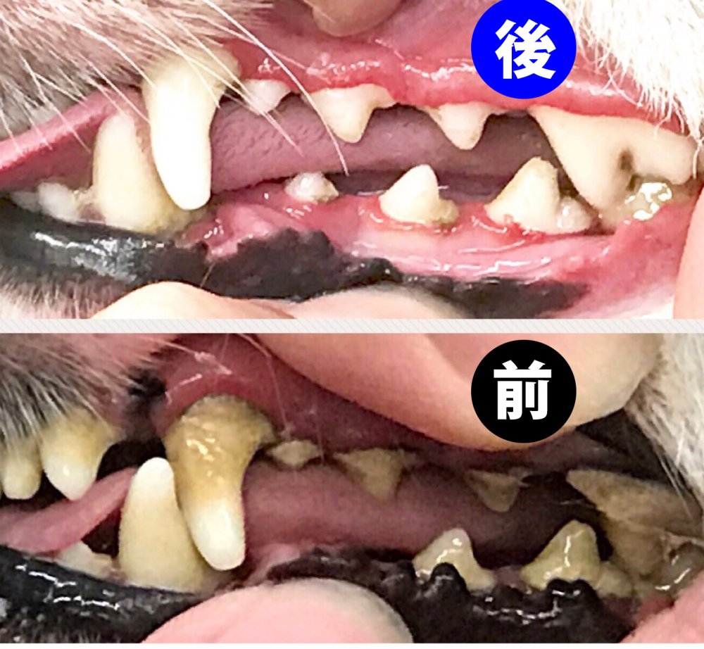 犬歯石除去