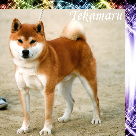 /image/tekamaru1.jpg