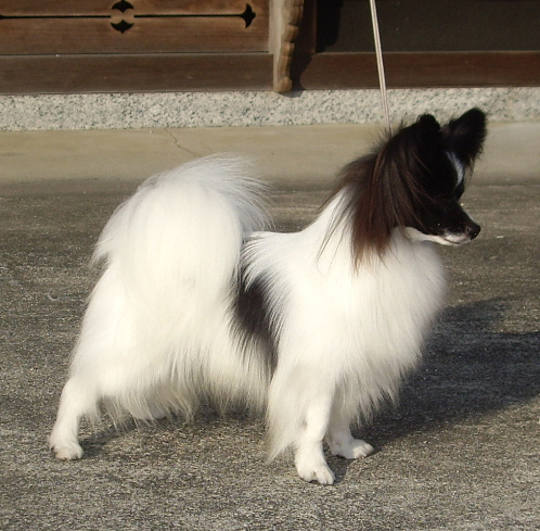 パピヨン 子犬