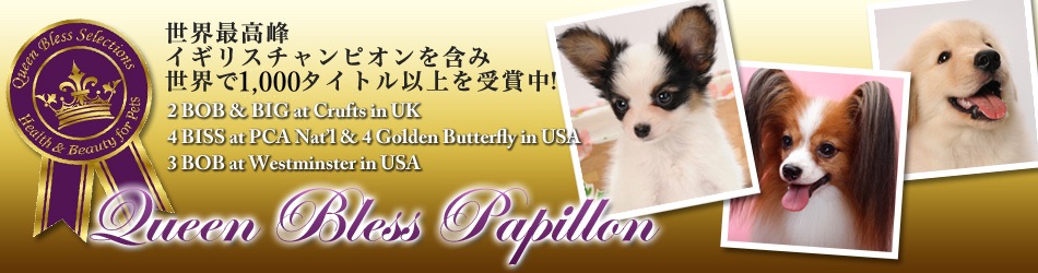 Papillon Breeder Griffin Kennel