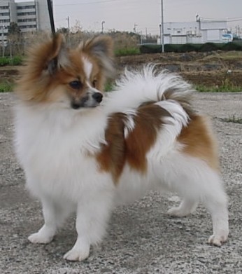 パピヨン