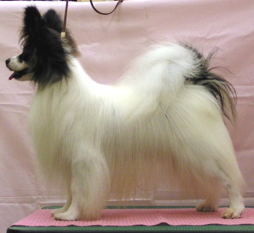 papillon & showdog