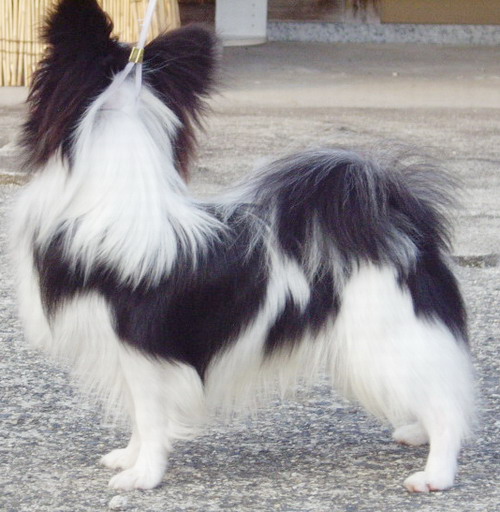 パピヨン子犬