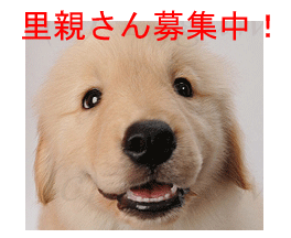 ゴールデンレトリーバー子犬