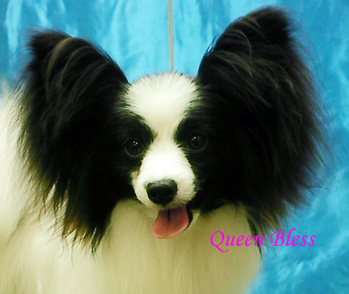 papillon & showdog