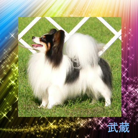 パピヨン 子犬