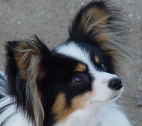 美しい子犬の顔 