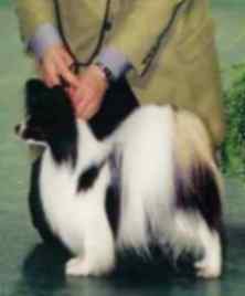 '99 No,1 Puppy Ch.マーク