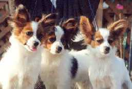 Piran's puppies