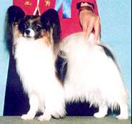 '97 FCI Osaka Int'l Dog Show..BIS