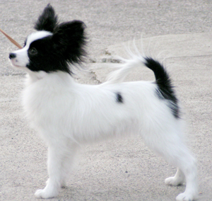 papillon & showdog